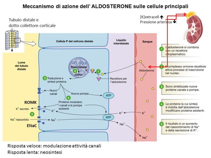 Meccanismo+di+azione+dell_+ALDOSTERONE+sulle+cellule+principali